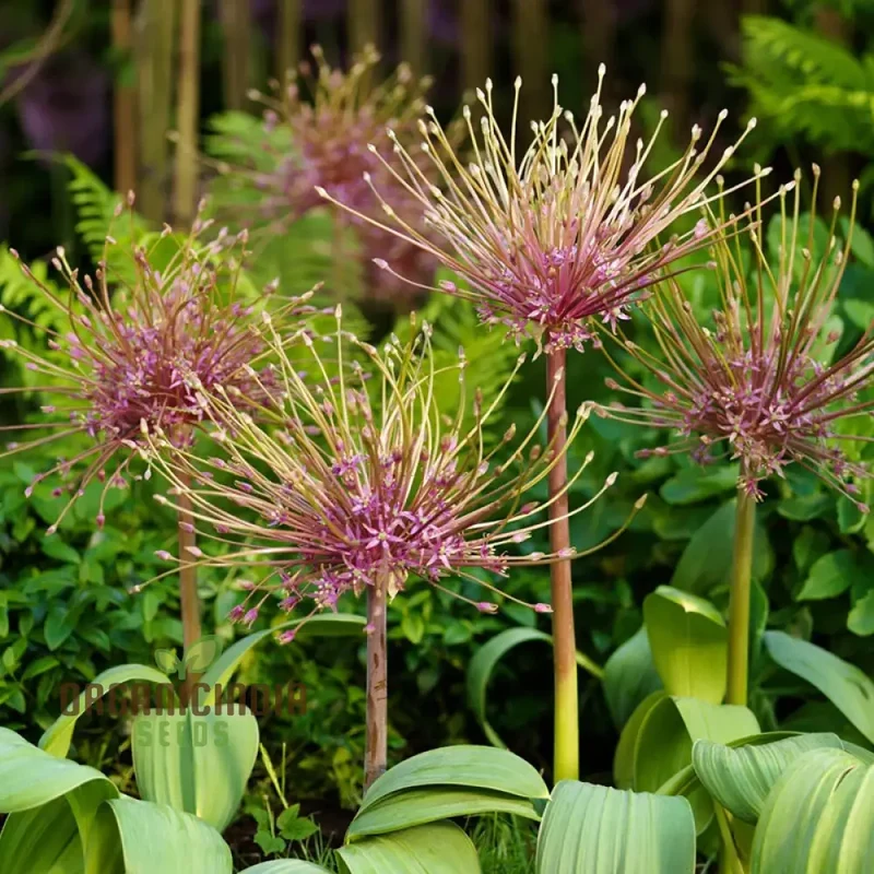 Allium Schubertii Flower Seeds, Premium Quality Seeds for Unique and Stunning Garden planting