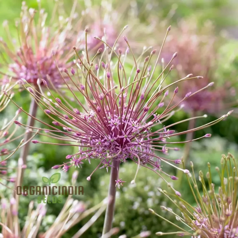 Allium Schubertii Flower Seeds, Premium Quality Seeds for Unique and Stunning Garden planting