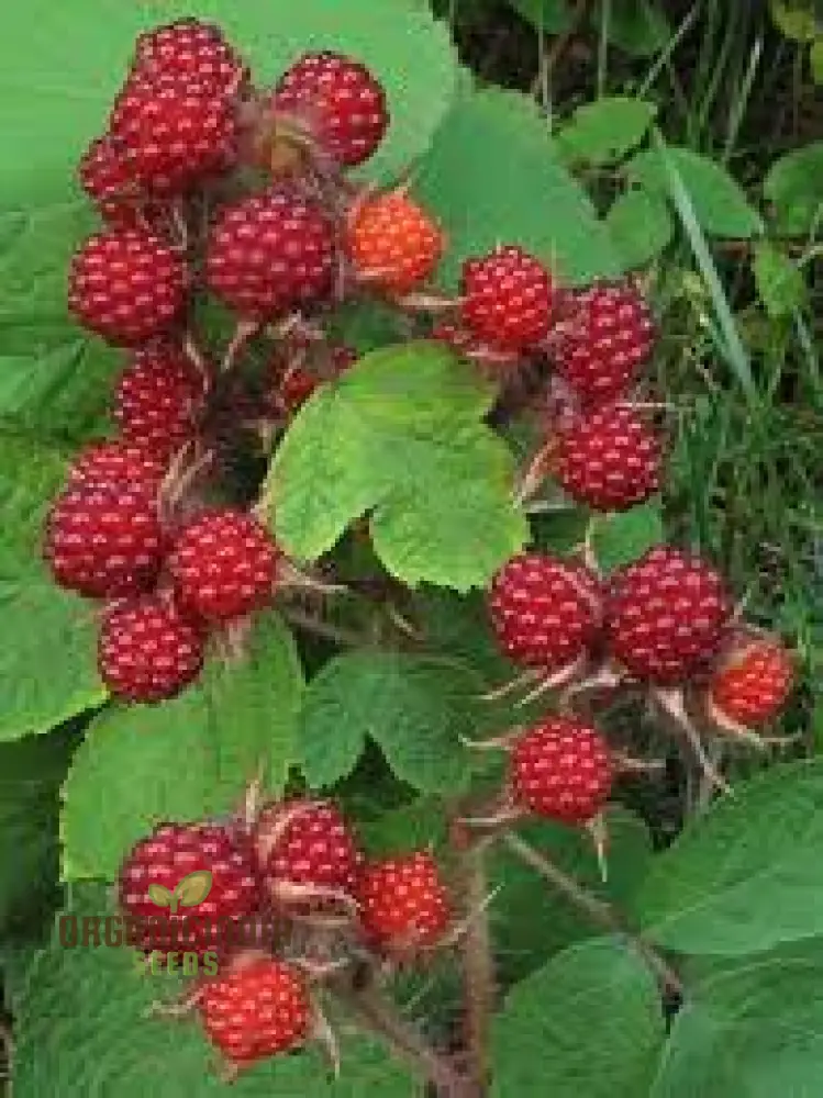 Japanese Wineberry Seeds for Exquisite Gardening Delights: Grow Your Own Berry Bounty