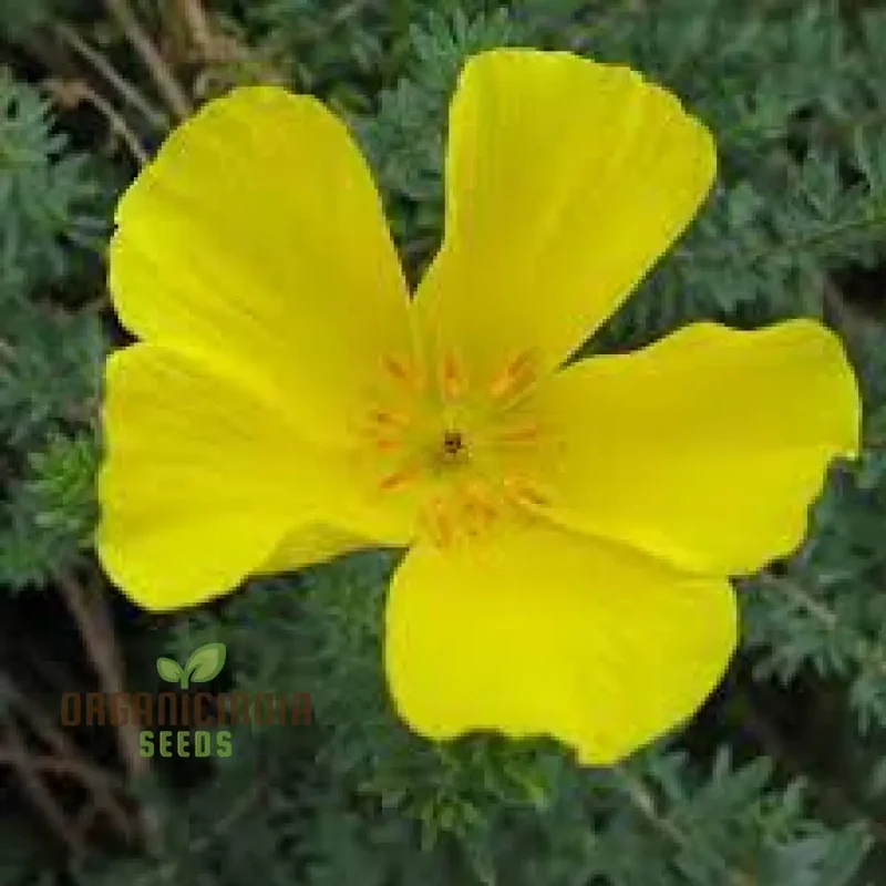 Balbisia Peduncularis Seeds For Planting- Exquisite Perennial for Your Enchanted Garden Sanctuary