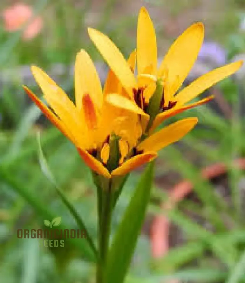 Baeometra Uniflora Seeds For Planting: A Guide to Cultivating this Rare Garden Gem with Expert Tips!