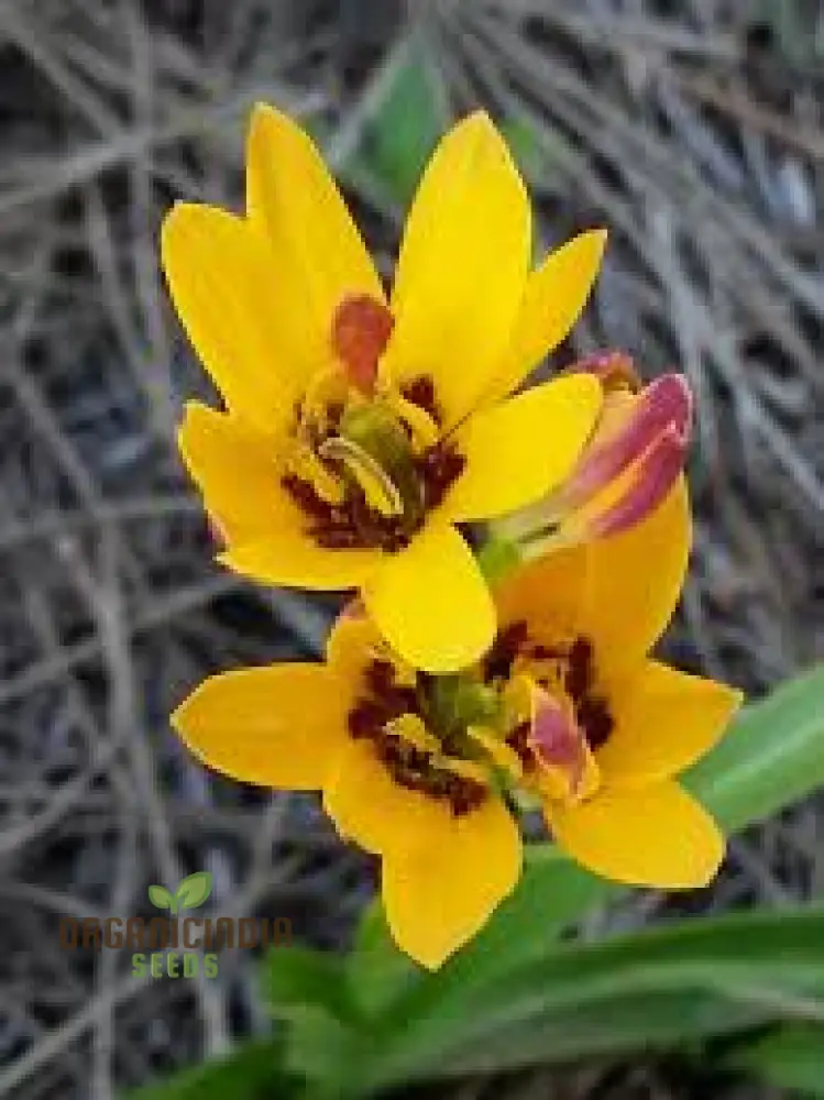 Baeometra Uniflora Seeds For Planting: A Guide to Cultivating this Rare Garden Gem with Expert Tips!