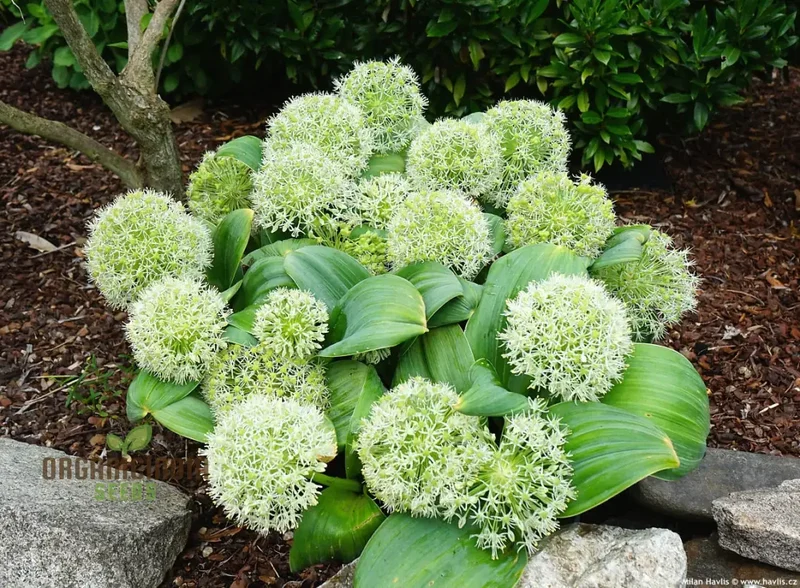 Allium Karataviense ‘Ivory Queen’ Seeds – Premium Ornamental Variety for Elegant Garden Planting