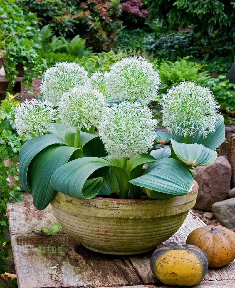 Allium Karataviense ‘Ivory Queen’ Seeds – Premium Ornamental Variety for Elegant Garden Planting