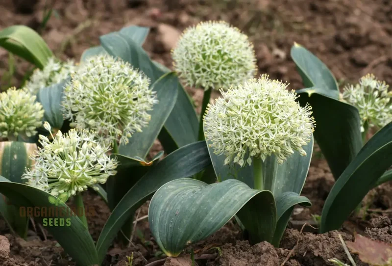 Allium Karataviense ‘Ivory Queen’ Seeds – Premium Ornamental Variety for Elegant Garden Planting