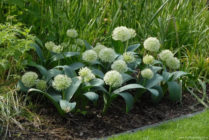 Allium Karataviense ‘Ivory Queen’ Seeds – Premium Ornamental Variety for Elegant Garden Planting
