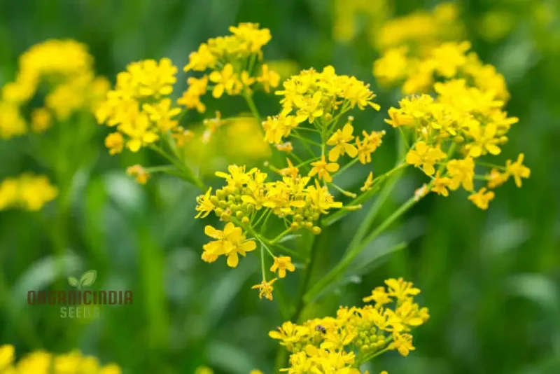 Woad Flower Seeds – Premium Isatis Tinctoria Variety for Garden Planting