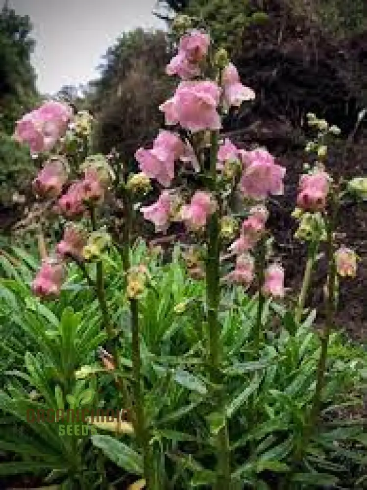 Azorina Vidalii Seeds – Rare Coastal Bloom Variety for Unique Garden Planting