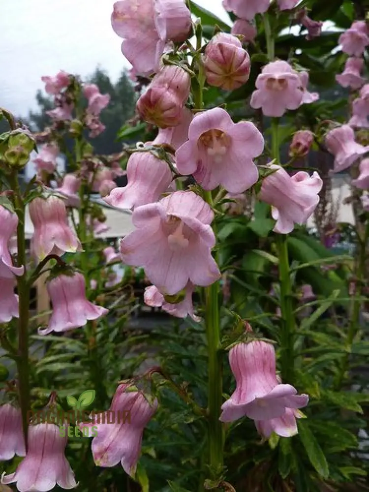 Azorina Vidalii Seeds – Rare Coastal Bloom Variety for Unique Garden Planting