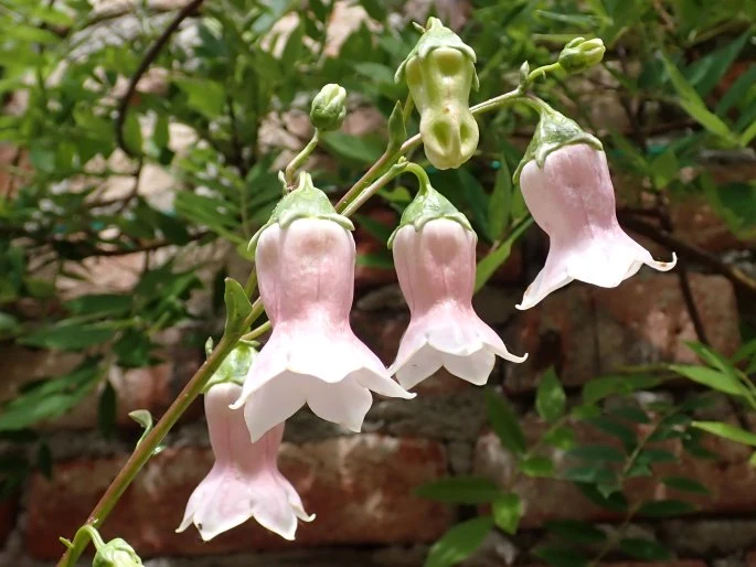 Azorina Vidalii Seeds – Rare Coastal Bloom Variety for Unique Garden Planting