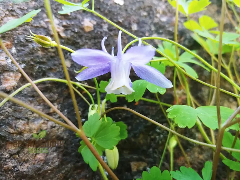 Aquilegia Saximontana Seeds for Gardening Enthusiasts - Perfect for Lengthy Blooms and Stunning Gardens