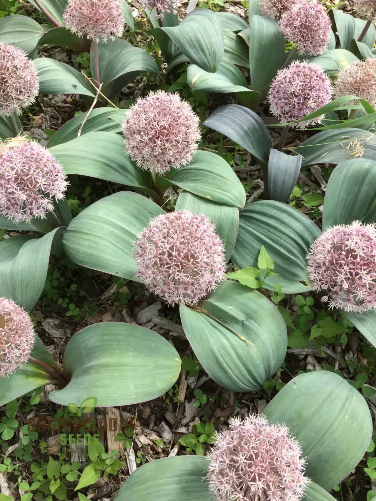 Allium Karataviense Seeds – Premium Ornamental Bloom Variety for Garden Planting