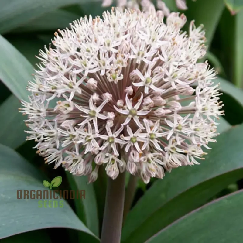 Allium Karataviense Seeds – Premium Ornamental Bloom Variety for Garden Planting