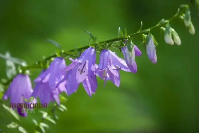 Adenophora Liliifolia Seeds For Planting, Add Elegance to Your Garden with these Beautiful Flower Seeds