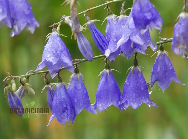 Adenophora Liliifolia Seeds For Planting, Add Elegance to Your Garden with these Beautiful Flower Seeds