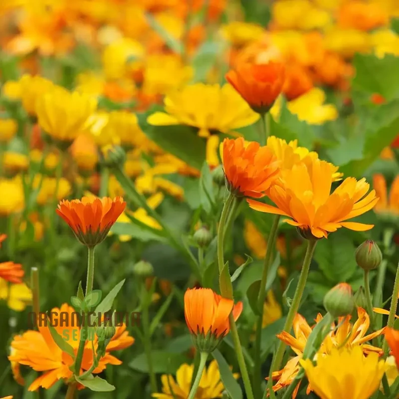 Pot Marigold Seeds for Vibrant Gardening, Organic Calendula Officinalis Seeds