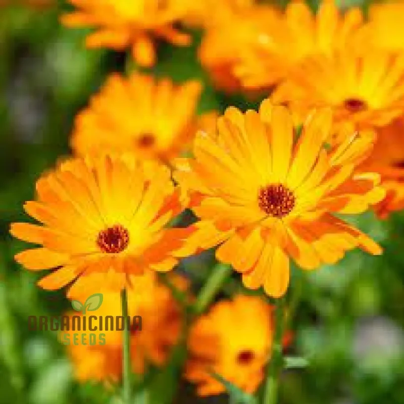 Pot Marigold Seeds for Vibrant Gardening, Organic Calendula Officinalis Seeds