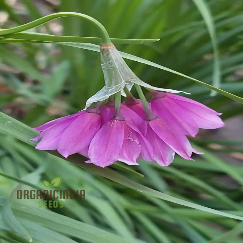 Allium Insubricum Flower Seeds for Planting, Premium Quality for Your Gardening