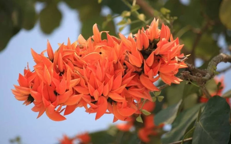 Butea Monosperma Seeds – Flame of the Forest Tree for Garden Planting