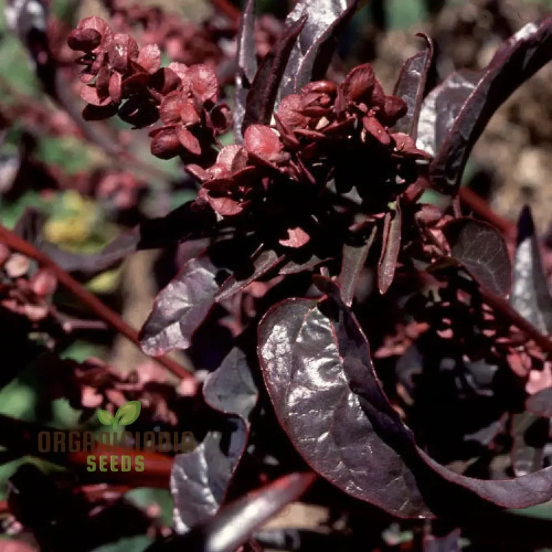 Atriplex Hortensis Var. Rubra For Planting - Hardy Garden Favorite for Stunning Color and Nutritional Value