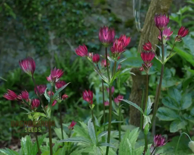 Astrantia Major 'Crimson Giant' for Your Garden: Premium Perennial Blooms for a Timeless Touch