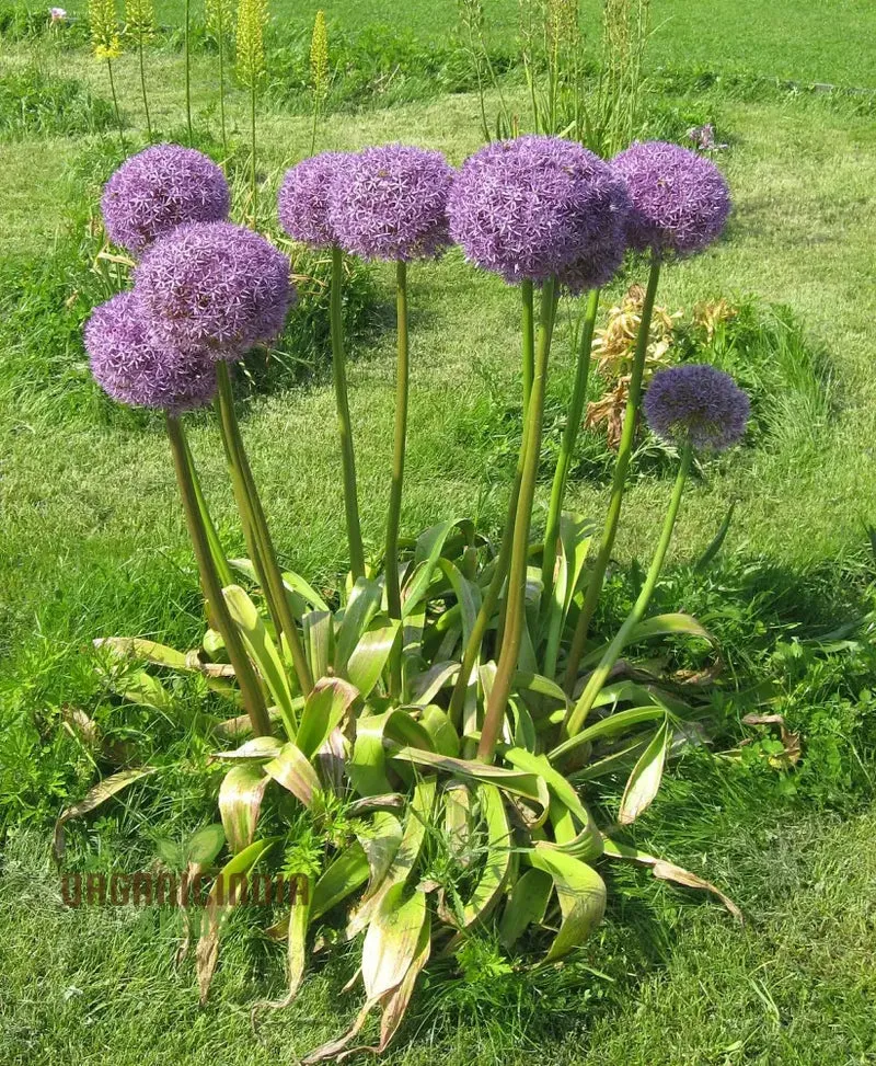 Allium Hollandicum 'Purple' Seeds – Premium Ornamental Flower Variety for Garden Enhancement