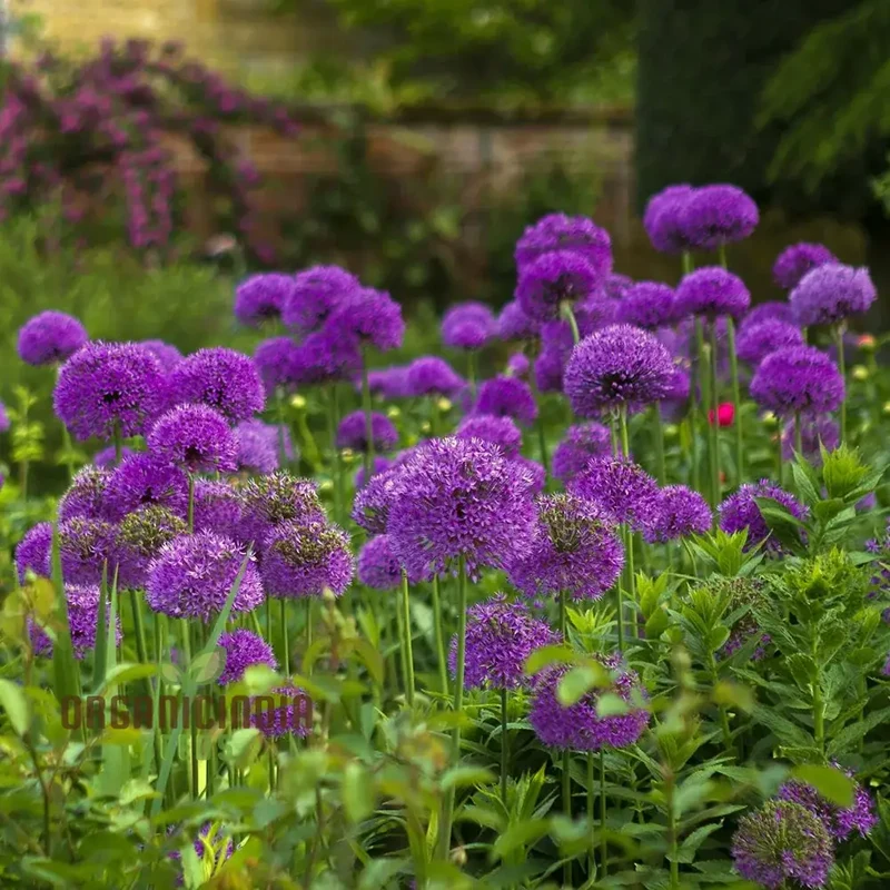 Allium Hollandicum 'Purple' Seeds – Premium Ornamental Flower Variety for Garden Enhancement