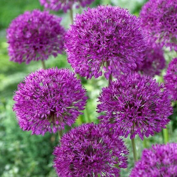 Allium Hollandicum 'Purple' Seeds – Premium Ornamental Flower Variety for Garden Enhancement