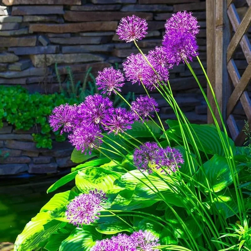 Allium Hollandicum 'Purple' Seeds – Premium Ornamental Flower Variety for Garden Enhancement