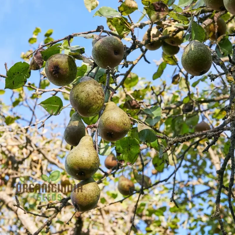 Aegle Marmelos Seeds, Grow Your Own Sacred Bael Tree in Your Garden