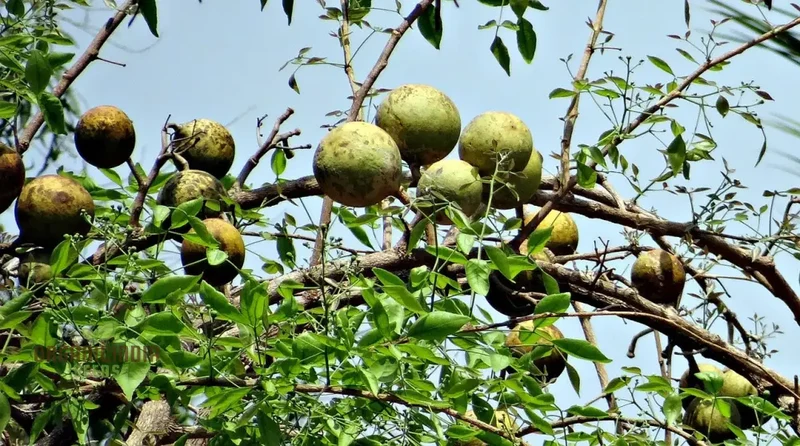 Aegle Marmelos Seeds, Grow Your Own Sacred Bael Tree in Your Garden