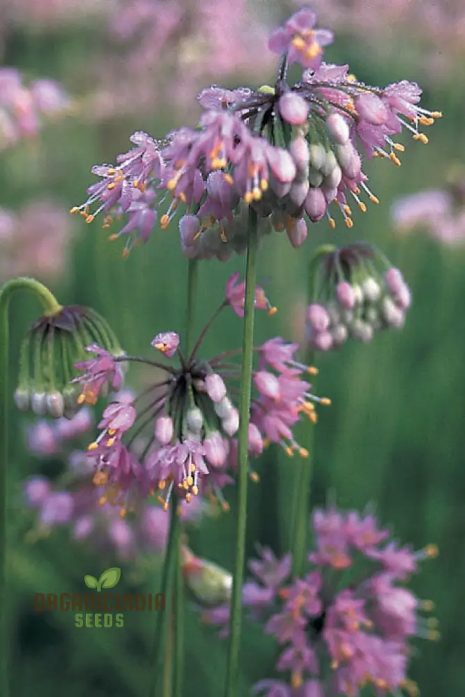 Allium cernuum Flower Seeds, Cultivating Graceful Blooms with Expert Planting and Gardening