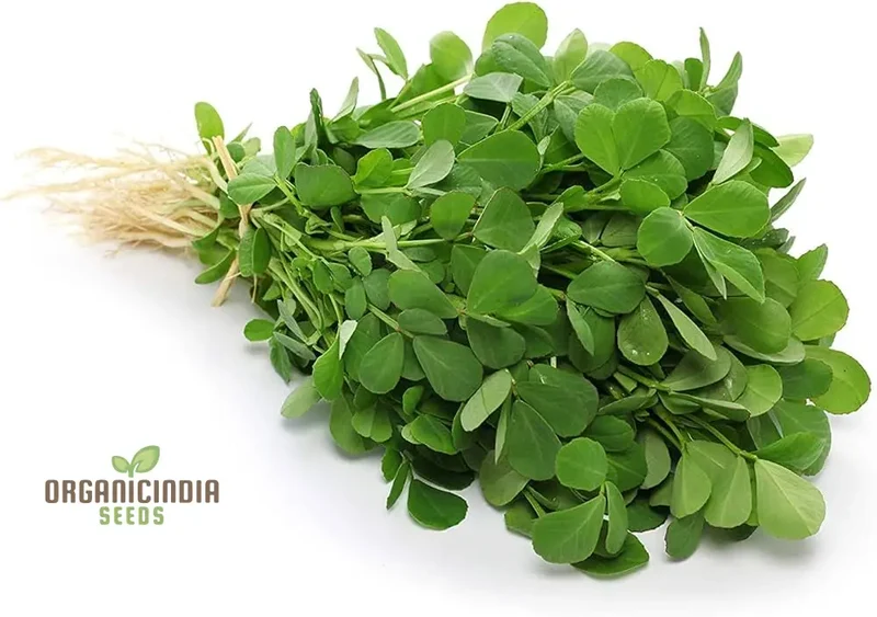 Methi (Fenugreek) Seeds for Planting,Ideal for Homegrown