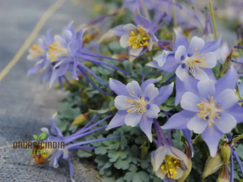Premium Aquilegia Olympica Seeds for Gardening , Elevate Your Garden with Stunning Blooms