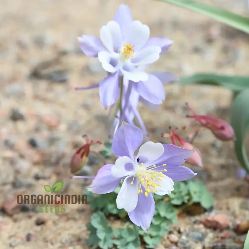 Premium Aquilegia Olympica Seeds for Gardening , Elevate Your Garden with Stunning Blooms