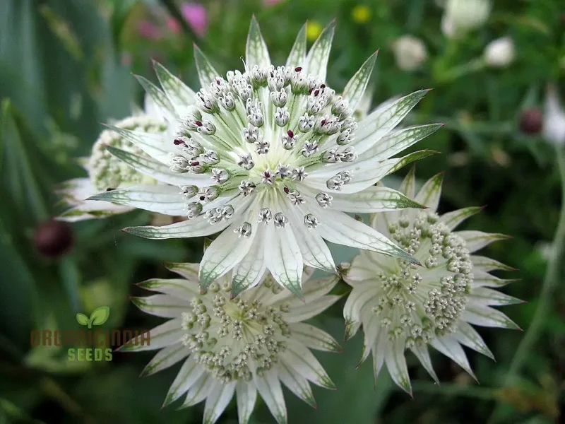 Astrantia Major Seeds For Planting: Premier Perennial for Enchanting Gardens | Shop Hardy Masterwort Plants Online"