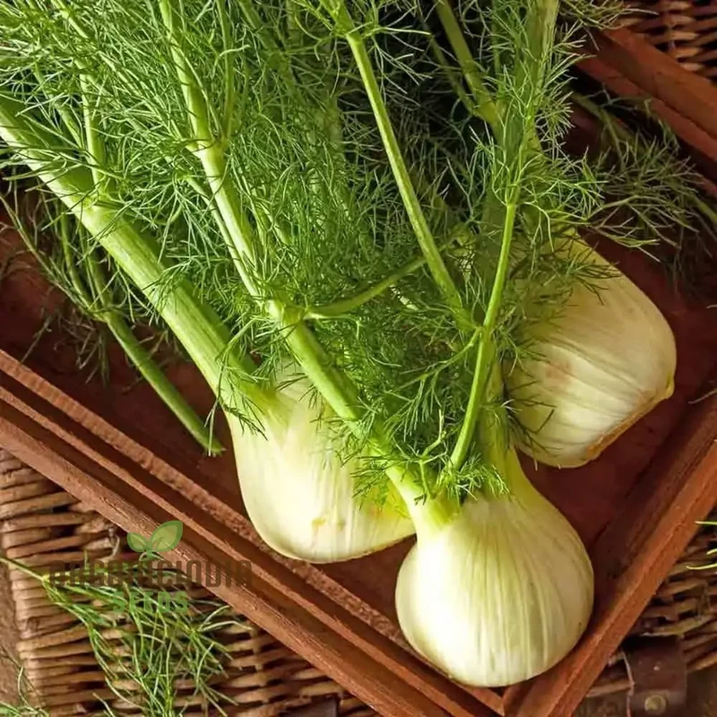 FENNEL SWEET FLORENCE Seeds for Gardening | Premium Quality for Lush, Flavorful Gardens