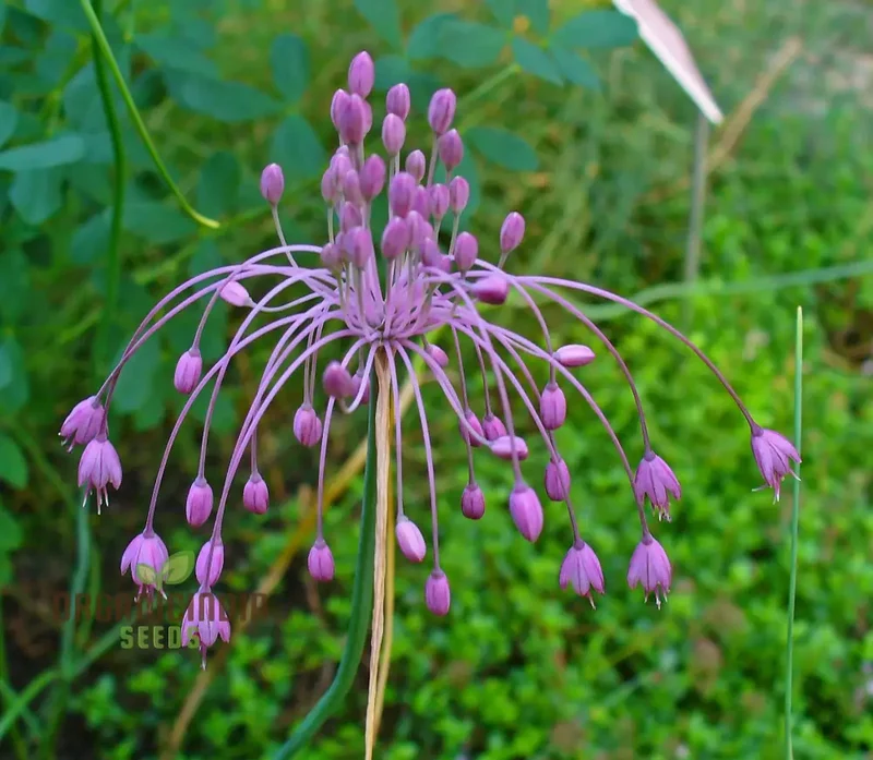 Allium carinatum subsp. pulchellum Flower Seeds, Growing Elegant Blooms with Expert Planting and Gardening