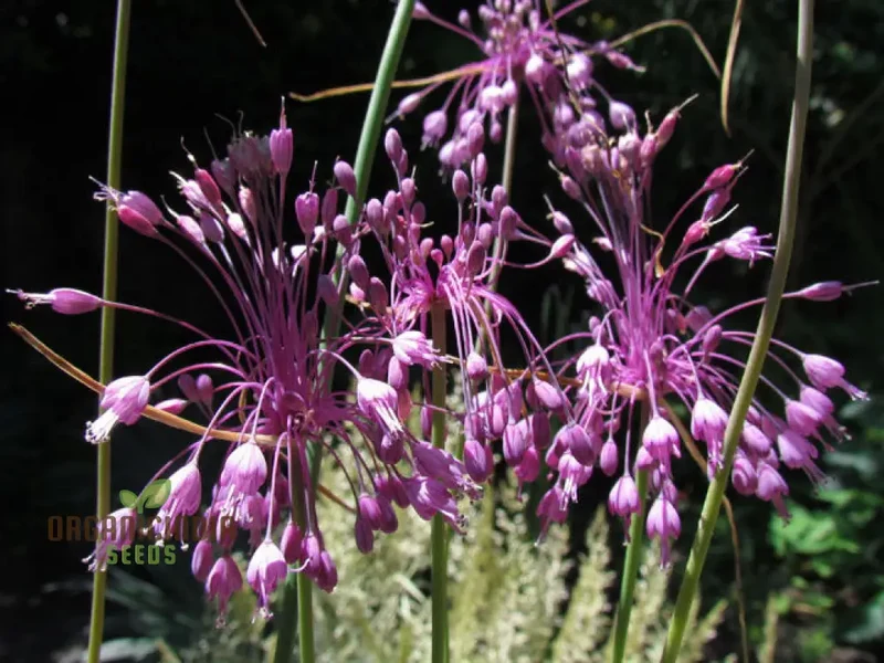 Allium carinatum subsp. pulchellum Flower Seeds, Growing Elegant Blooms with Expert Planting and Gardening