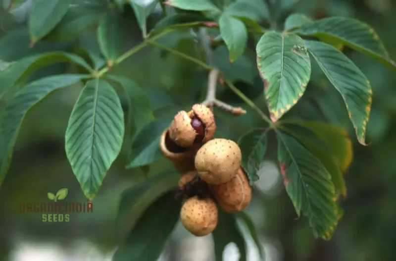 Aesculus Glabra (Buckeye) Conker Seeds - Ideal for Planting and Gardening