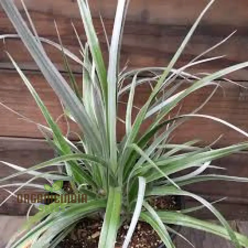 Astelia Banksii Seeds For Planting - A Lush and Striking Addition to Your Outdoor Space