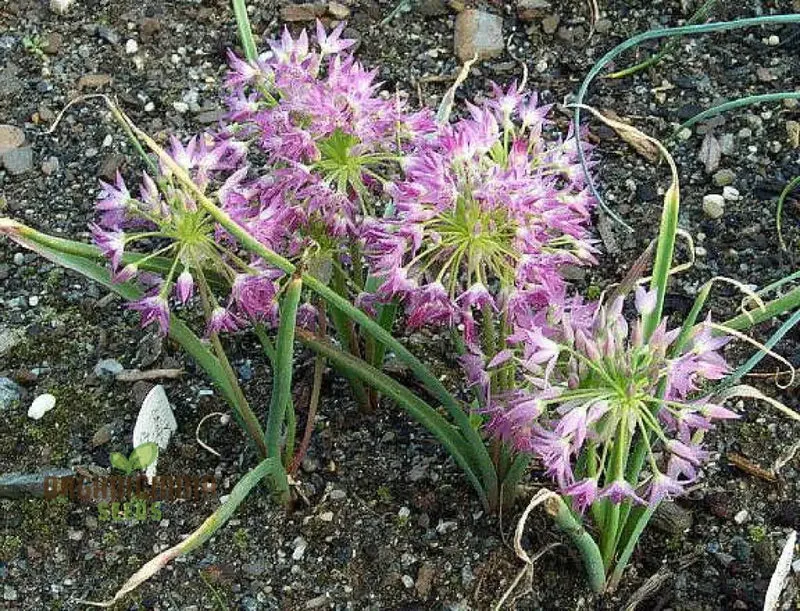 Allium campanulatum Flower Seeds, Cultivating Graceful Blooms with Expert Planting and Gardening