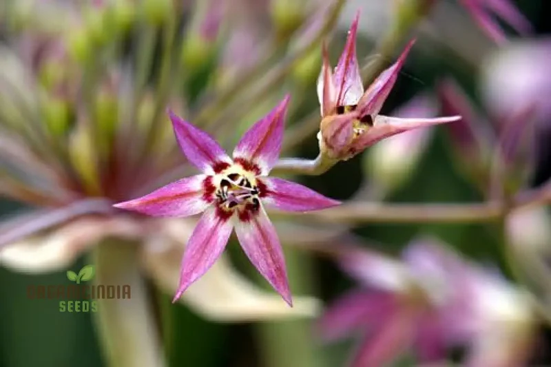 Allium campanulatum Flower Seeds, Cultivating Graceful Blooms with Expert Planting and Gardening