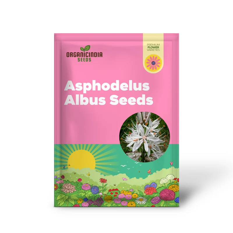 Asphodelus Albus Seeds – White Asphodel Variety for Serene and Low-Maintenance Landscapes