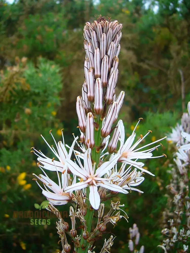Asphodelus Albus Seeds – White Asphodel Variety for Serene and Low-Maintenance Landscapes