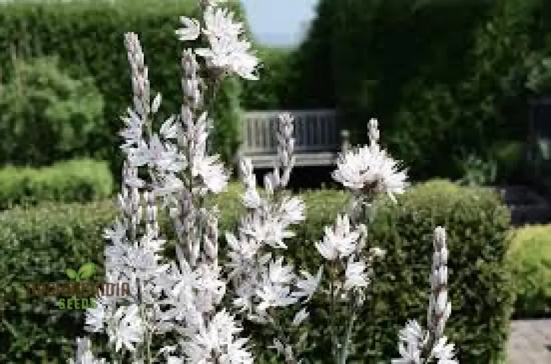 Asphodelus Albus Seeds – White Asphodel Variety for Serene and Low-Maintenance Landscapes