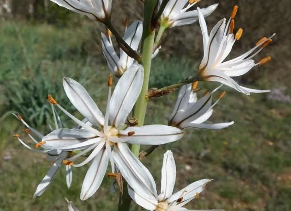 Asphodelus Albus Seeds – White Asphodel Variety for Serene and Low-Maintenance Landscapes