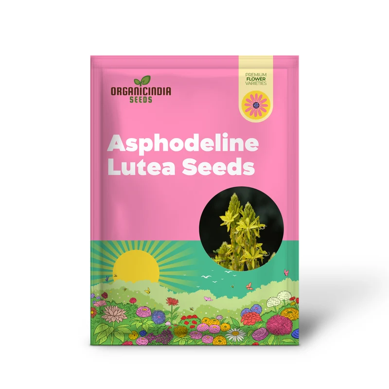 Asphodeline Lutea Seeds For Planting: The Majestic Perennial for Stunning Yellow Blooms and Lush Foliage"