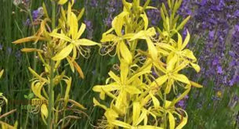 Asphodeline Lutea Seeds For Planting: The Majestic Perennial for Stunning Yellow Blooms and Lush Foliage"