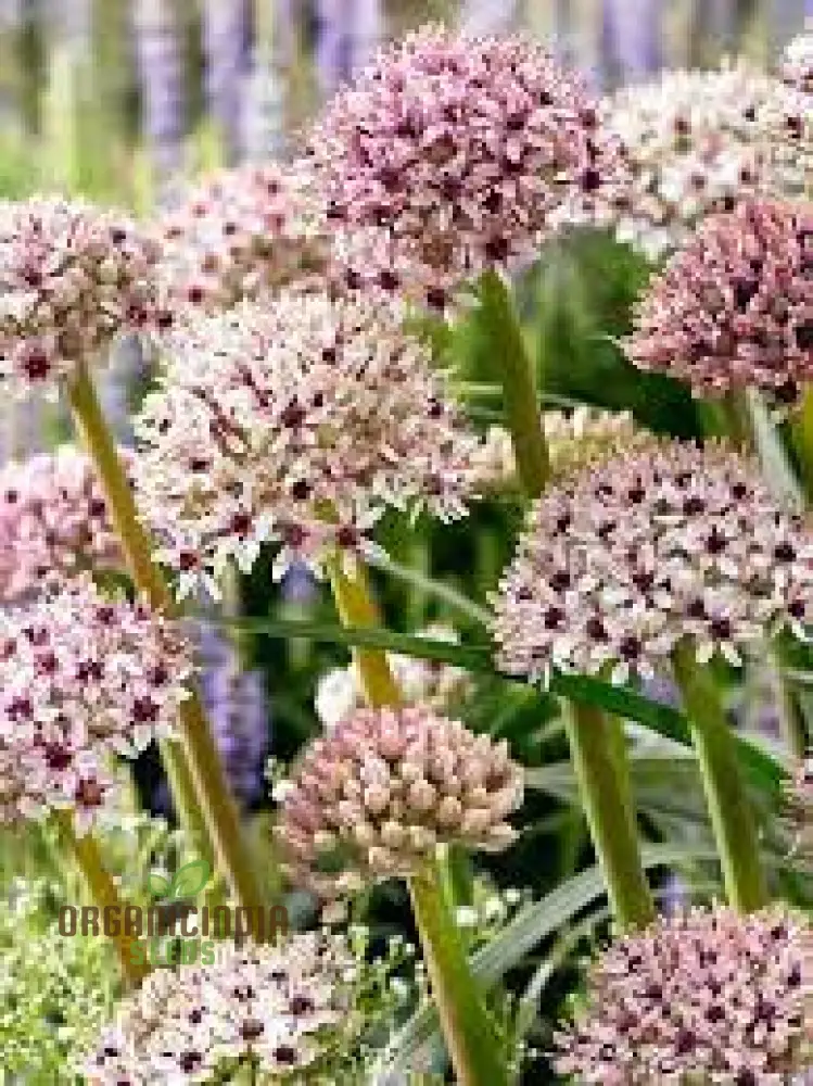 Allium basalticum 'Silver Spring' Flowering Seeds, Cultivating Striking Blooms with Expert Planting and Gardening
